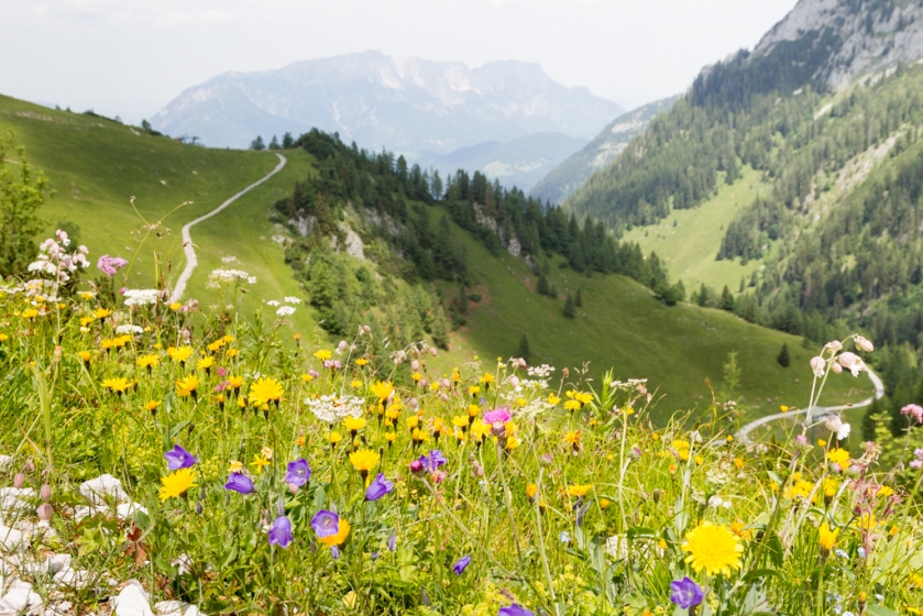 Alpine meadows in flower